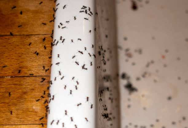 Best Spider Control Near Me  in Vinita, OK