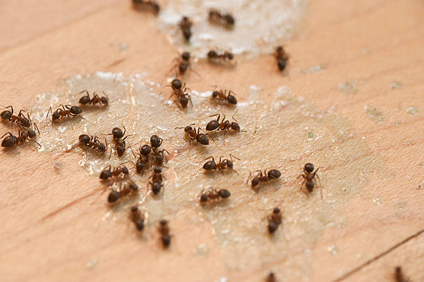 Best Ant Control Services  in Vinita, OK
